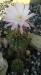 Echinopsisi oxigona syn. multiplex di Patrizia 1.jpg
